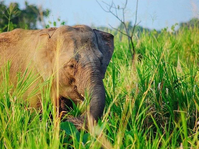 A close-up of an elephant grazing in tall, bright green grass.