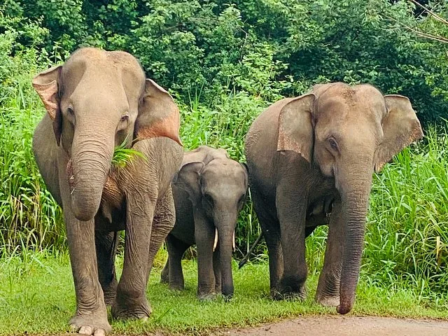 A family of three elephants grazing together in a lush green field.
