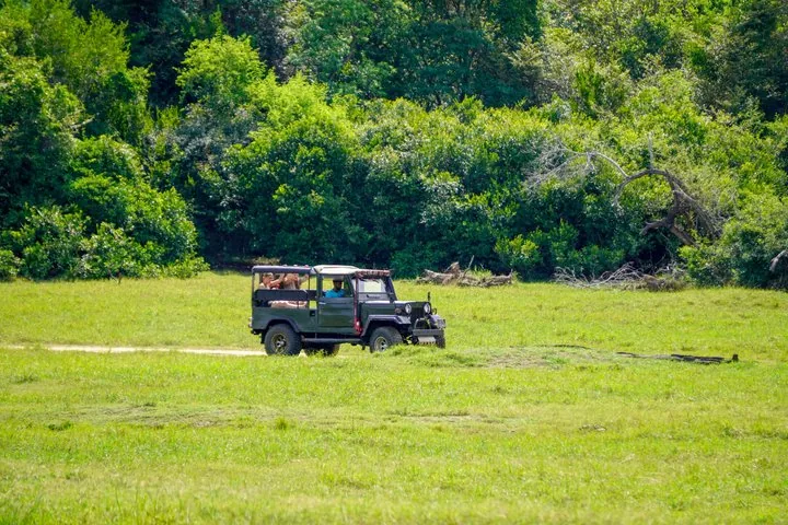 Ein dunkelgrüner offener Safari-Jeep fährt über ein grasbewachsenes Feld in der Nähe eines Waldes.