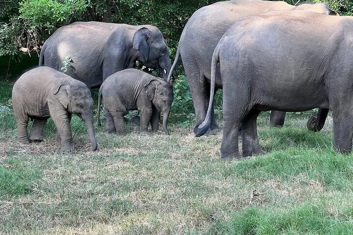 Een kleine groep olifanten, waaronder kalfjes, staat in een schaduwrijke plek.