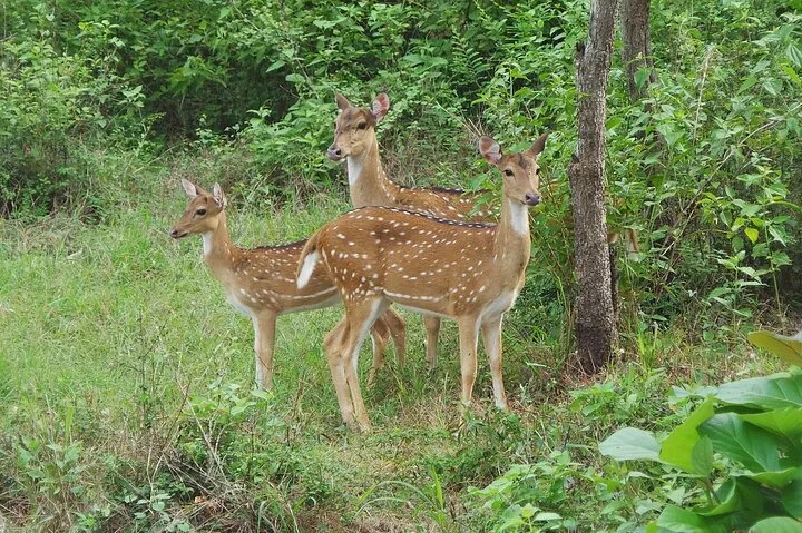 Drie gevlekte herten staan in een grasveld bij de bosrand.