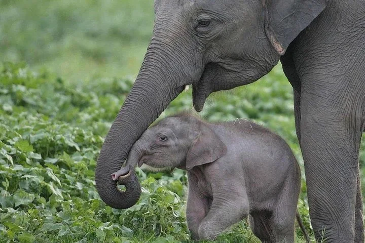 Eine Elefantenmutter, die dicht bei ihrem Babykalb auf einer grünen Wiese steht.