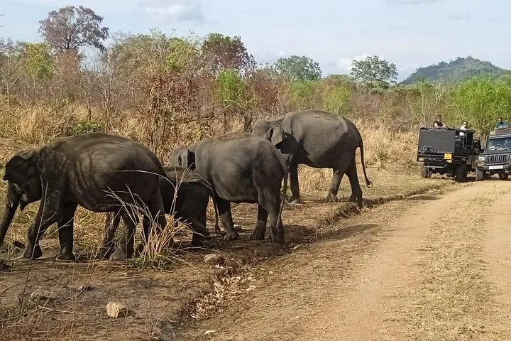 Una manada de elefantes avanza por un camino de tierra, seguida por jeeps de safari.