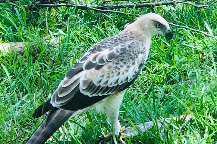 Un'aquila-falco marrone chiaro e bianca sta a terra tra l'erba verde.