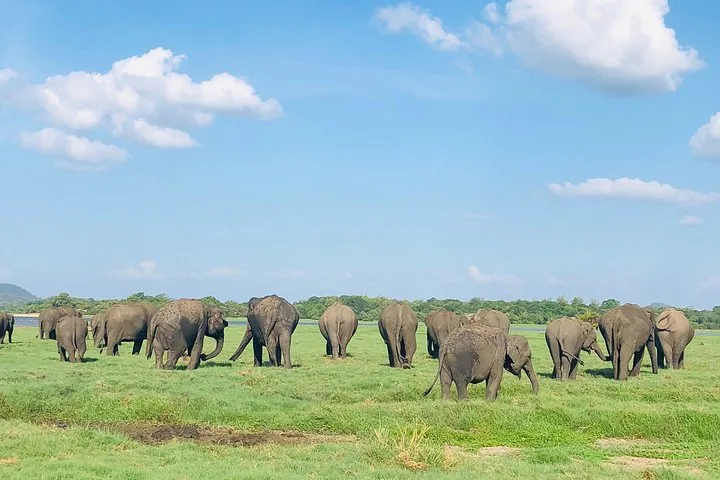 Una gran manada de elefantes recorriendo una amplia llanura verde bajo un cielo azul.